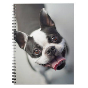 Französische Bulldogge Getty Bild-  Notizblock