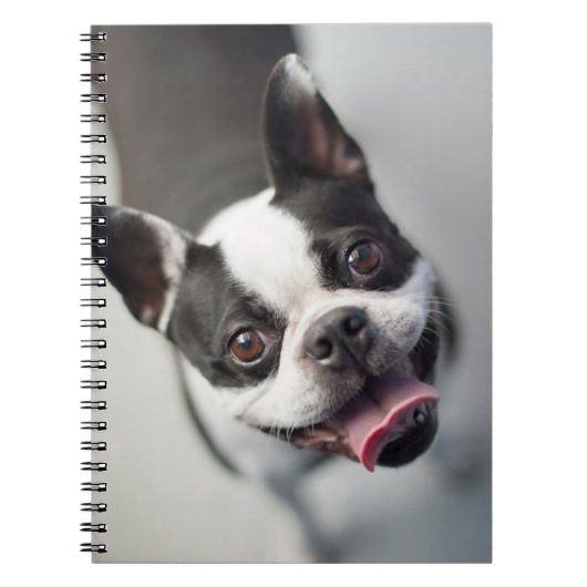 Französische Bulldogge Getty Bild-| Notizblock (Vorderseite)