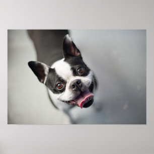 Französische Bulldogge Getty Bild-  Poster