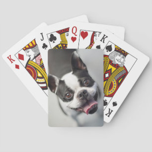 Französische Bulldogge Getty Bild- Spielkarten