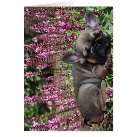 Französische Bulldogge Grußkarten