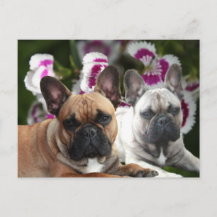 Französische Bulldogge Gute Freunde French Bulldog Postkarte