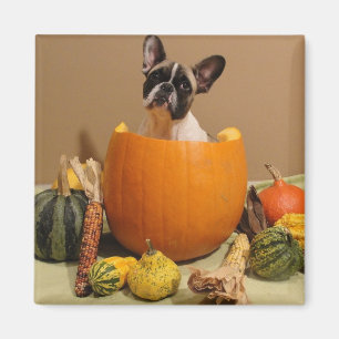 Französische Bulldogge Halloween French Bulldog Magnet