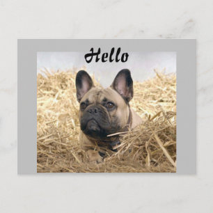 Französische Bulldogge im Stroh French Bulldog Postkarte