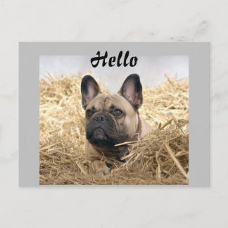 Französische Bulldogge im Stroh French Bulldog Postkarte
