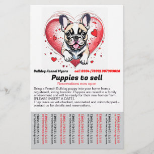 Französische Bulldogge in Ihr Zuhause Flyer