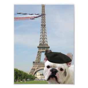 Französische Bulldogge in Paris Fotodruck