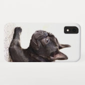 Französische Bulldogge iPhone Xr Fall Case-Mate iPhone Hülle (Rückseite (Horizontal))