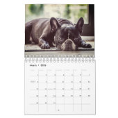 Französische Bulldogge Kalender (Mär 2026)