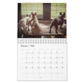 Französische Bulldogge Kalender (Feb 2026)
