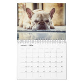 Französische Bulldogge Kalender (Jan 2026)