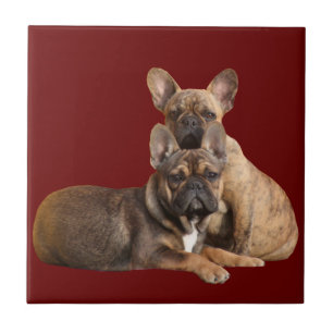 Französische Bulldogge Keramikfliese