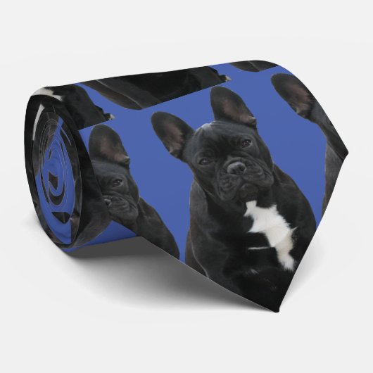 Französische Bulldogge Krawatte (Gerollt)