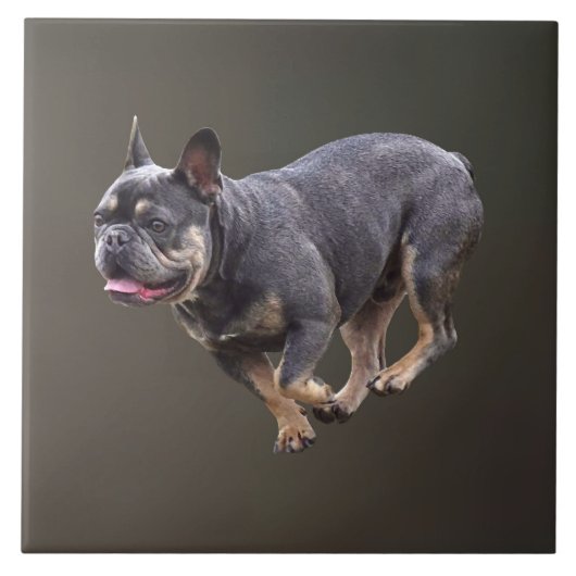 Französische Bulldogge läuft Fliese (Vorderseite)