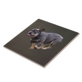 Französische Bulldogge läuft Fliese (Seite)
