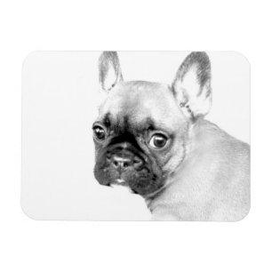 Französische Bulldogge Magnet