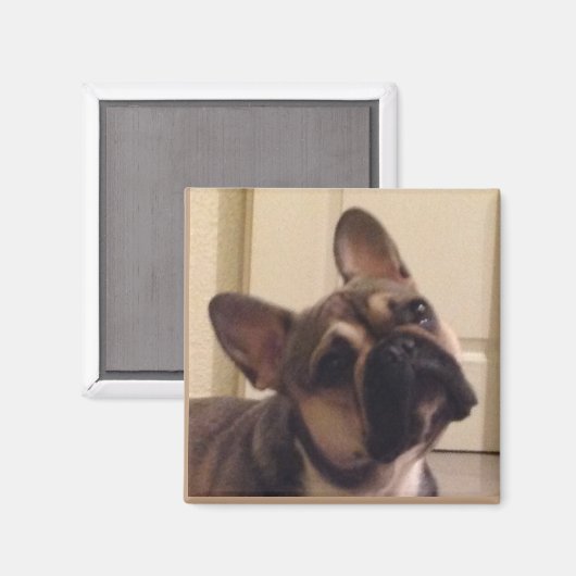 Französische Bulldogge Magnet (Vorderseite/Rückseite)