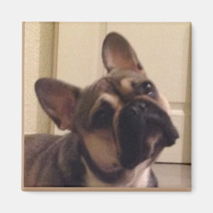 Französische Bulldogge Magnet