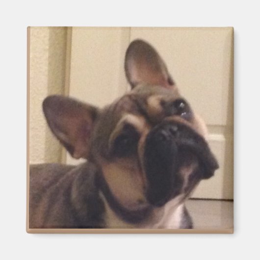 Französische Bulldogge Magnet (Vorne)