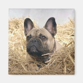 Französische Bulldogge Magnet (Vorne)