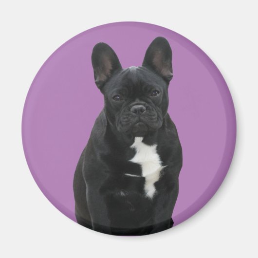Französische Bulldogge Magnet (Vorne)