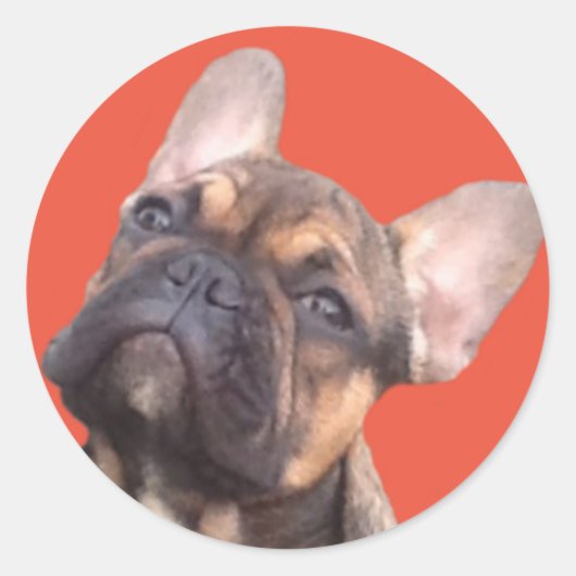 Französische Bulldogge Magnet Runder Aufkleber (Vorderseite)