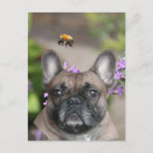 Französische Bulldogge mit Biene French Bulldog Postkarte (Vorderseite)