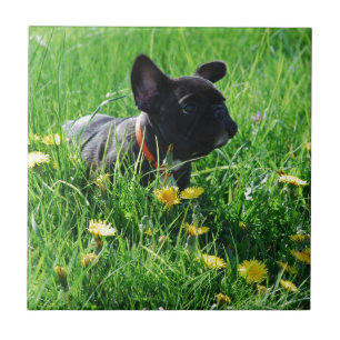 Französische Bulldogge mit Blumen French Bulldog Fliese