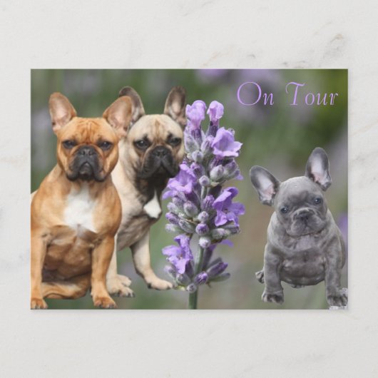 Französische Bulldogge mit Blumen French Bulldog Postkarte (Vorderseite)
