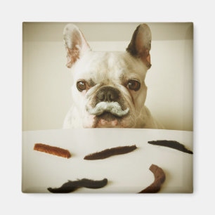 Französische Bulldogge mit einem Schnurrbart Magnet