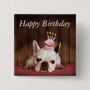 Französische Bulldogge mit Geburtstags-kleinem Button