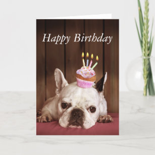 Französische Bulldogge mit Geburtstags-kleinem Karte