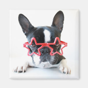 Französische Bulldogge mit roten Stern-Gläsern Magnet
