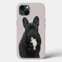 Französische Bulldogge Niedlich French Bulldog