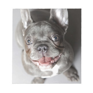 Französische Bulldogge Notizblock