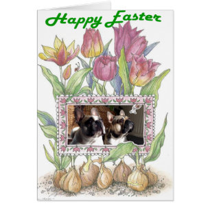 Französische Bulldogge Ostern French Bulldog