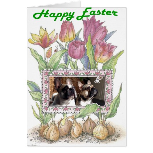 Französische Bulldogge Ostern French Bulldog (Vorne)