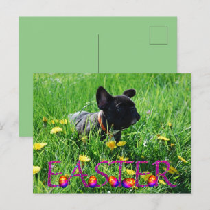französische Bulldogge Ostern French Bulldog  Postkarte