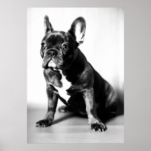 Französische Bulldogge Poster (Vorne)