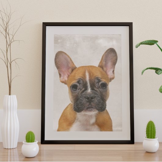 Französische Bulldogge Poster