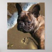 Französische Bulldogge Poster  (Vorne)