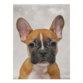 Französische Bulldogge Poster (Vorderseite)