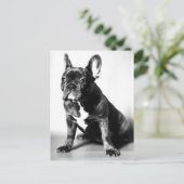 Französische Bulldogge Postkarte (Stehend Vorderseite)
