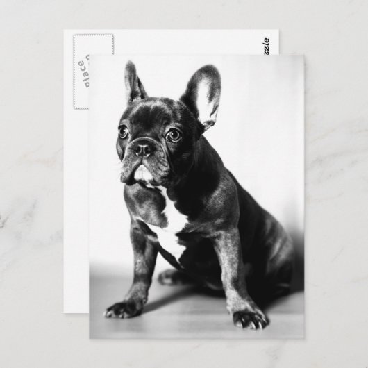 Französische Bulldogge Postkarte (Vorne/Hinten)