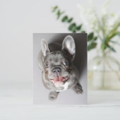 Französische Bulldogge Postkarte (Stehend Vorderseite)