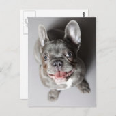 Französische Bulldogge Postkarte (Vorne/Hinten)