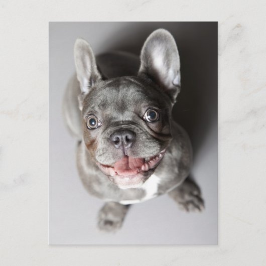 Französische Bulldogge Postkarte (Vorderseite)