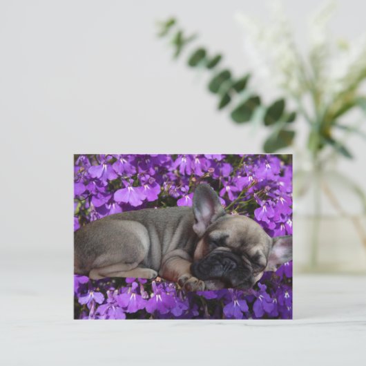 Französische Bulldogge Postkarte (Stehend Vorderseite)