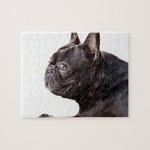 Französische Bulldogge Puzzle
