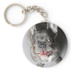 Französische Bulldogge